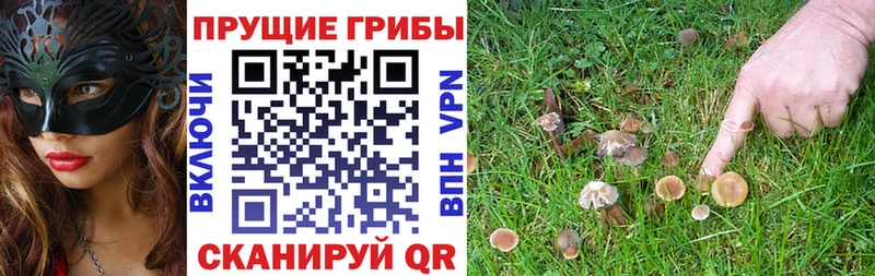 где купить наркоту  Тулун  Псилоцибиновые грибы Magic Shrooms 